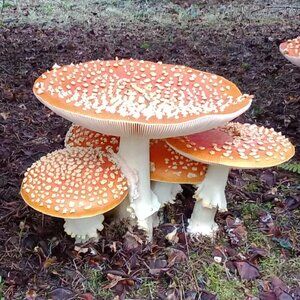 Orange AM Fly Mushh Caps For Decor - Dried - 28grs